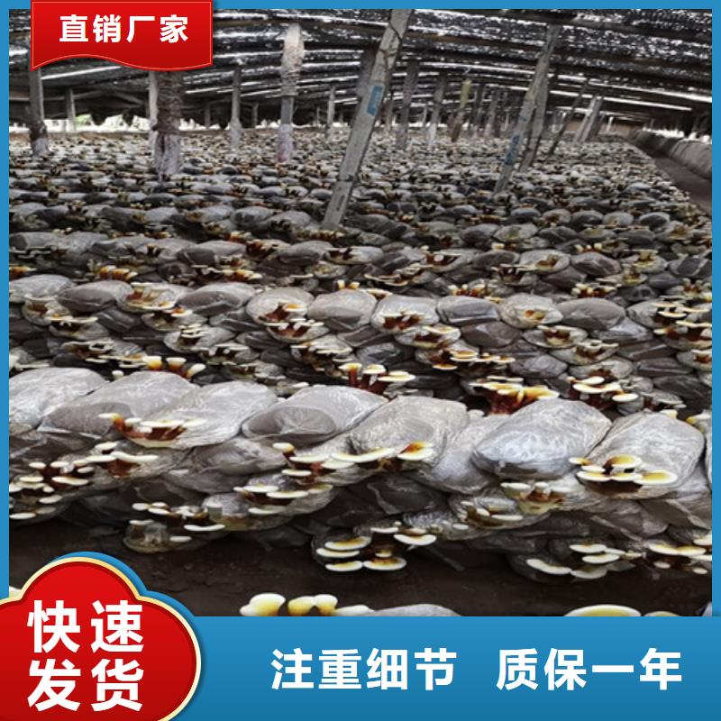 靈芝養(yǎng)殖技術(shù)轉(zhuǎn)讓全攻略 優(yōu)質(zhì)生產(chǎn)廠家與型號(hào)齊全的技術(shù)服務(wù)
